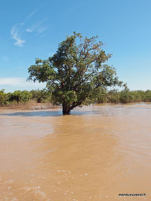 Kampong Phluk -Forêt inondée - Cambodge